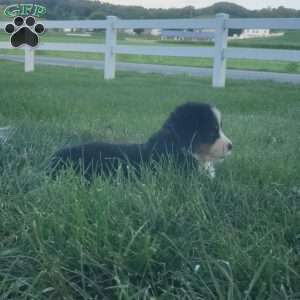 MAJA, Bernese Mountain Dog Puppy
