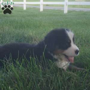 MAJA, Bernese Mountain Dog Puppy