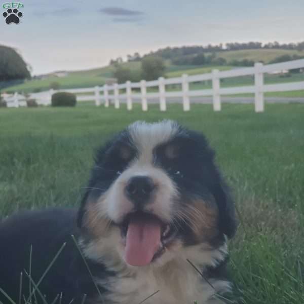 MAJA, Bernese Mountain Dog Puppy