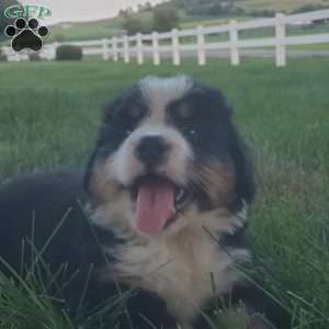 MAJA, Bernese Mountain Dog Puppy