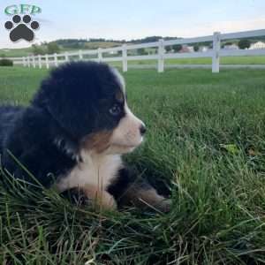 MAJA, Bernese Mountain Dog Puppy