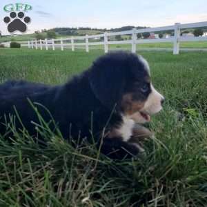 MAJA, Bernese Mountain Dog Puppy