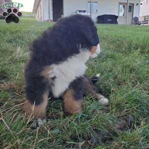 MAJA, Bernese Mountain Dog Puppy