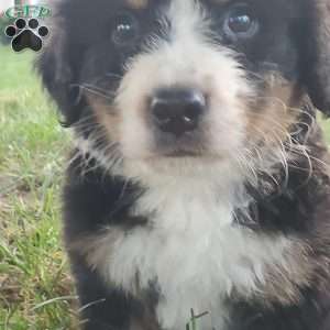 McCORD, Bernese Mountain Dog Puppy