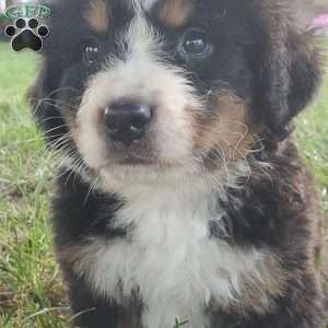 McCORD, Bernese Mountain Dog Puppy