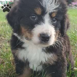 McCORD, Bernese Mountain Dog Puppy