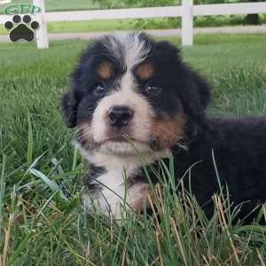 McCORD, Bernese Mountain Dog Puppy