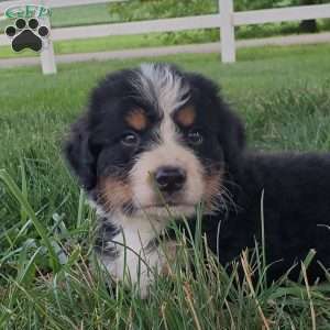 McCORD, Bernese Mountain Dog Puppy