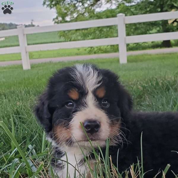 McCORD, Bernese Mountain Dog Puppy