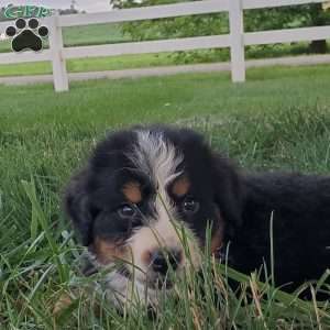 McCORD, Bernese Mountain Dog Puppy