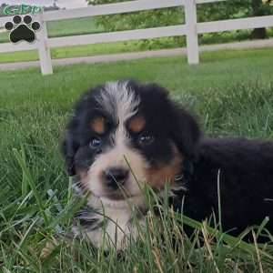 McCORD, Bernese Mountain Dog Puppy