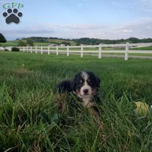 McCORD, Bernese Mountain Dog Puppy
