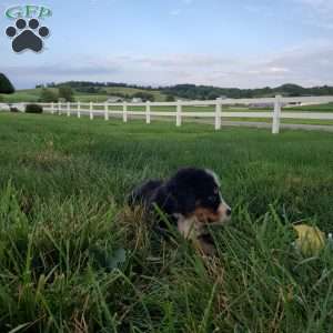 McCORD, Bernese Mountain Dog Puppy