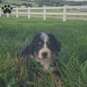McCORD, Bernese Mountain Dog Puppy