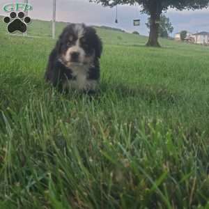 McCORD, Bernese Mountain Dog Puppy