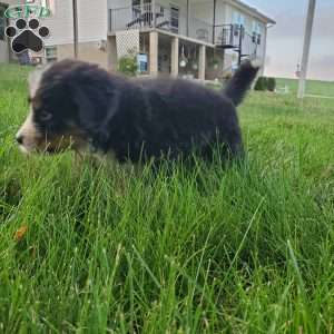 McCORD, Bernese Mountain Dog Puppy