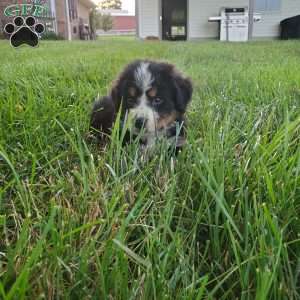McCORD, Bernese Mountain Dog Puppy