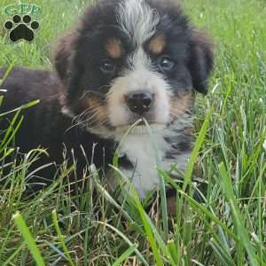 McCORD, Bernese Mountain Dog Puppy