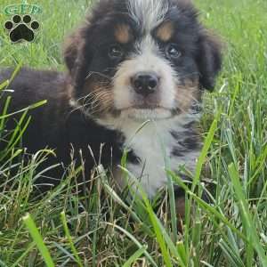 McCORD, Bernese Mountain Dog Puppy