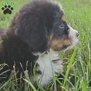 McCORD, Bernese Mountain Dog Puppy