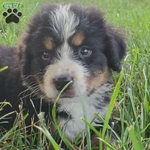 McCORD, Bernese Mountain Dog Puppy