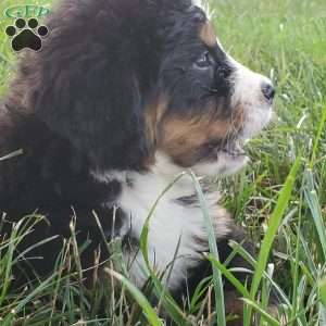 McCORD, Bernese Mountain Dog Puppy