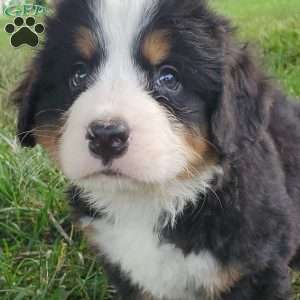 PEARL, Bernese Mountain Dog Puppy