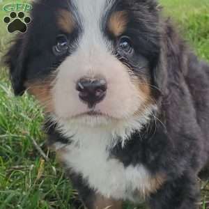 PEARL, Bernese Mountain Dog Puppy