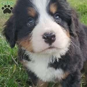 PEARL, Bernese Mountain Dog Puppy
