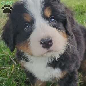 PEARL, Bernese Mountain Dog Puppy