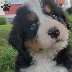 PEARL, Bernese Mountain Dog Puppy
