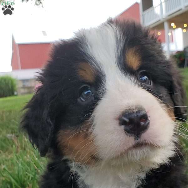 PEARL, Bernese Mountain Dog Puppy