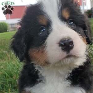 PEARL, Bernese Mountain Dog Puppy