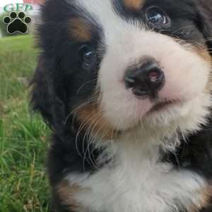 PEARL, Bernese Mountain Dog Puppy