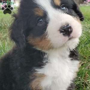 PEARL, Bernese Mountain Dog Puppy
