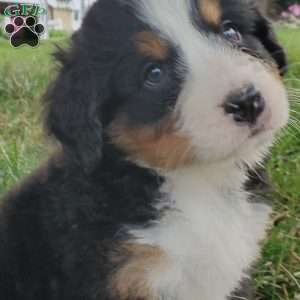 PEARL, Bernese Mountain Dog Puppy