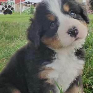 PEARL, Bernese Mountain Dog Puppy