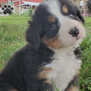 PEARL, Bernese Mountain Dog Puppy