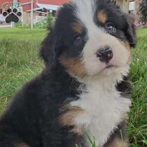 PEARL, Bernese Mountain Dog Puppy