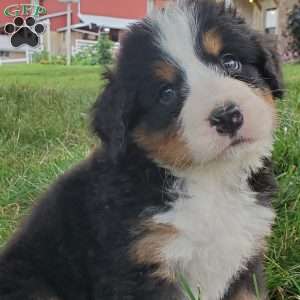 PEARL, Bernese Mountain Dog Puppy