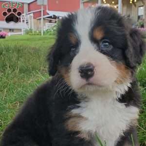 PEARL, Bernese Mountain Dog Puppy
