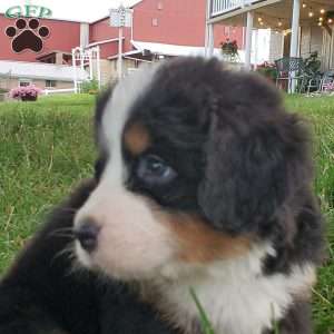 PEARL, Bernese Mountain Dog Puppy