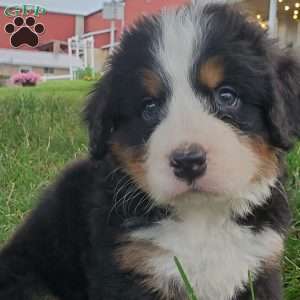 PEARL, Bernese Mountain Dog Puppy