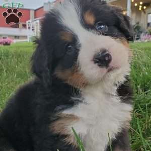 PEARL, Bernese Mountain Dog Puppy