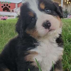 PEARL, Bernese Mountain Dog Puppy