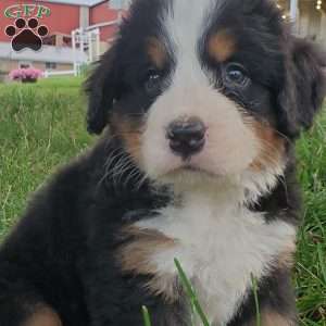 PEARL, Bernese Mountain Dog Puppy