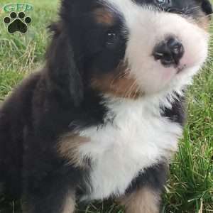 PEARL, Bernese Mountain Dog Puppy