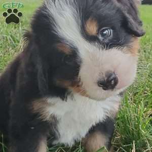 PEARL, Bernese Mountain Dog Puppy