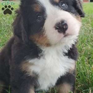 PEARL, Bernese Mountain Dog Puppy