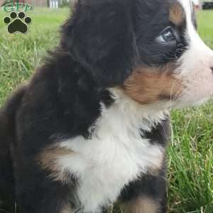 PEARL, Bernese Mountain Dog Puppy